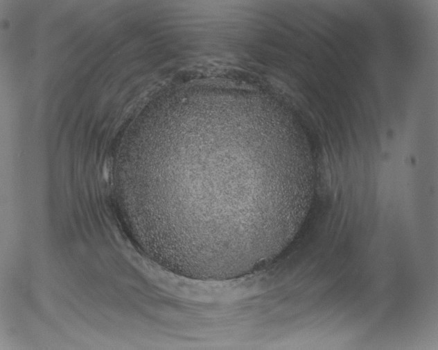 X0000055990034200509021650