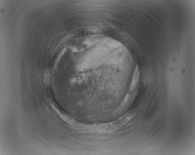 X0000055990036200509021650