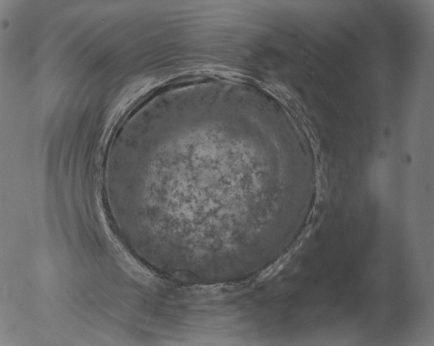 X0000055990049200509021649