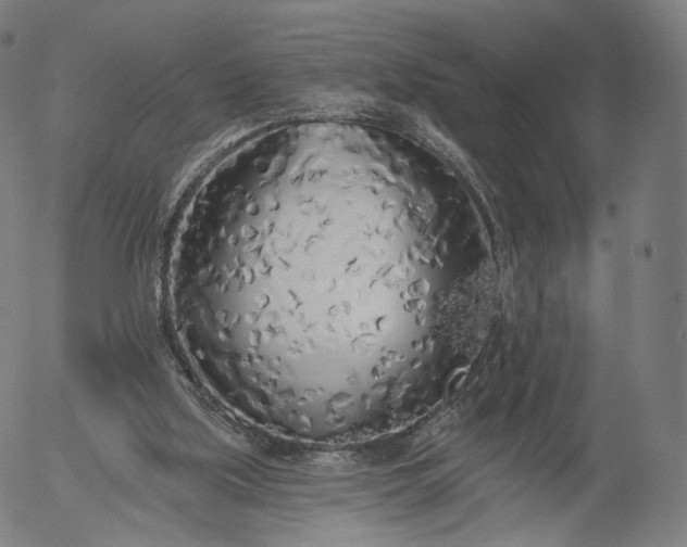 X0000055990059200509021649