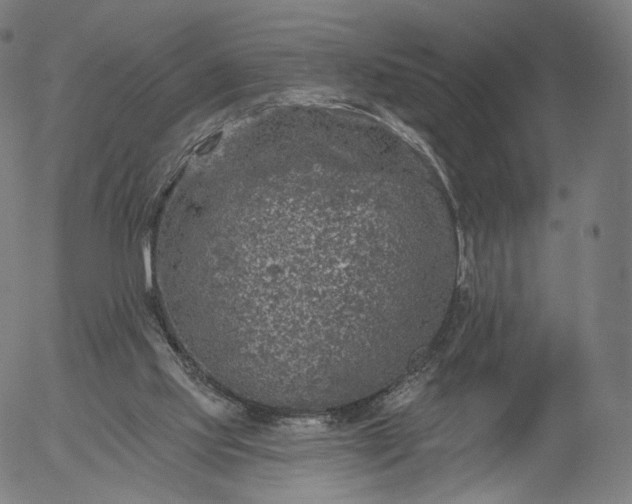 X0000055990061200509021649