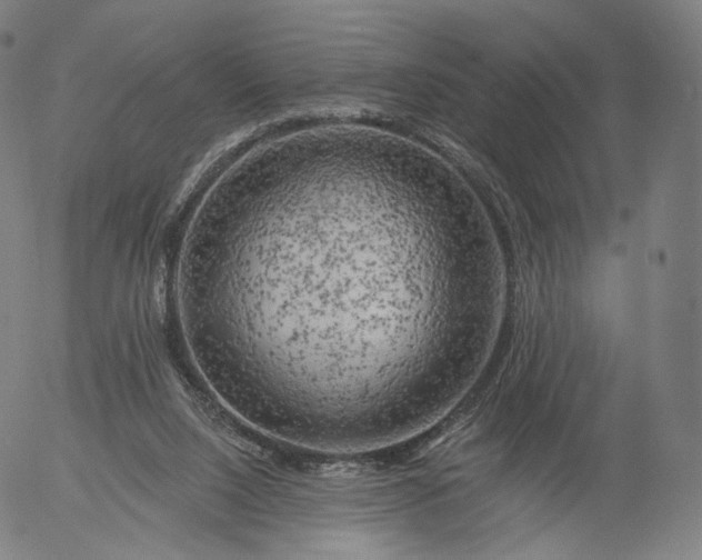 X0000055990064200509021649