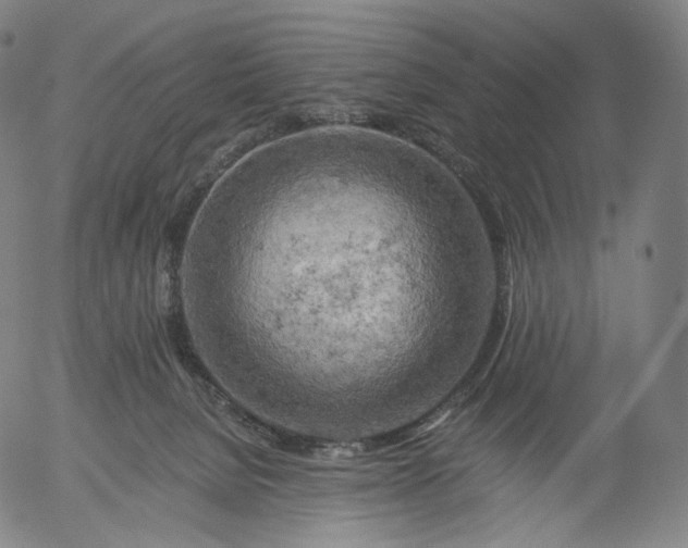 X0000055990080200509021649