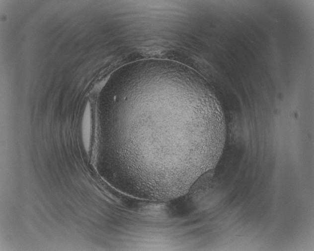 X0000055990081200509021649