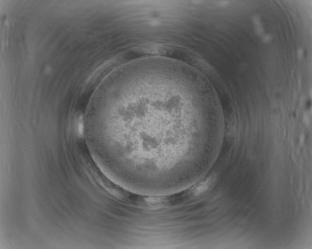 X0000055990095200509021649