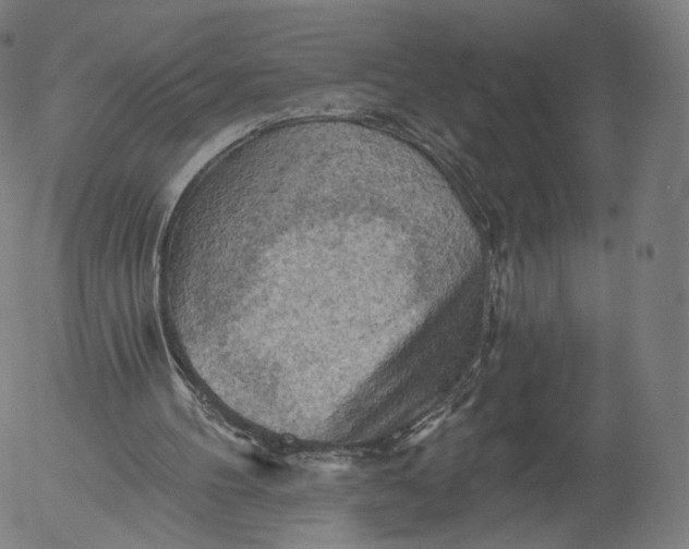 X0000055990100200509021648