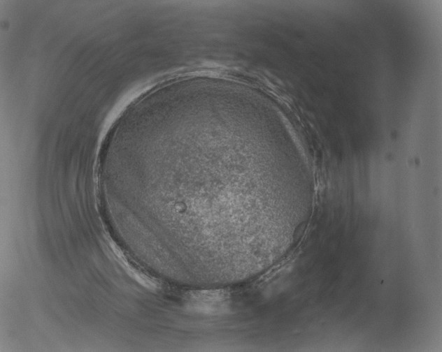 X0000055990102200509021648