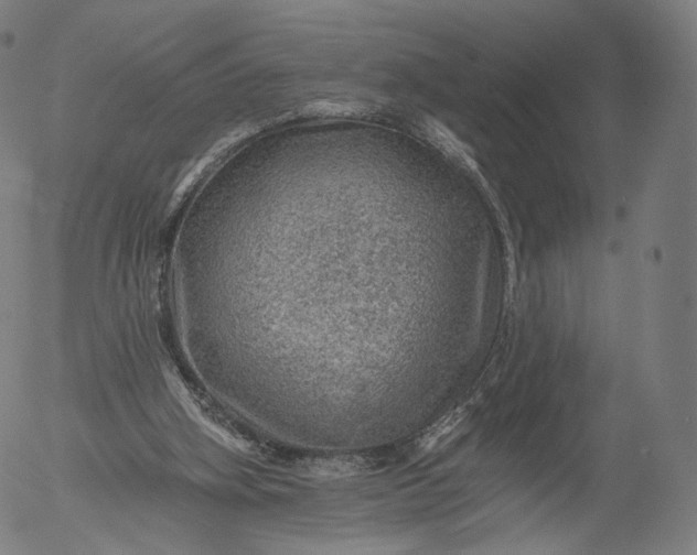 X0000055990106200509021648