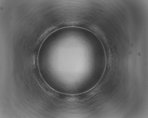 X0000055990115200509021648