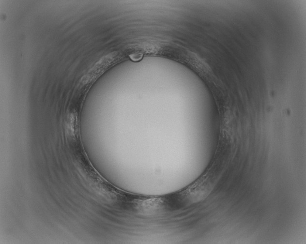 X0000055990122200509021648