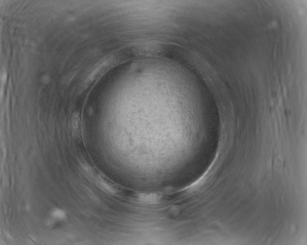 X0000055990144200509021648