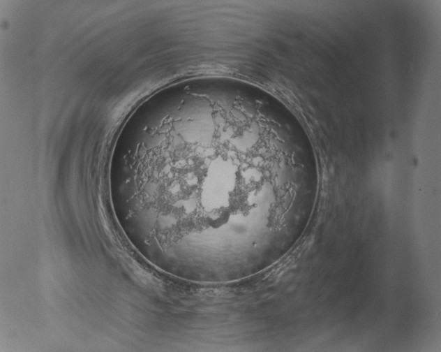 X0000055990145200509021647