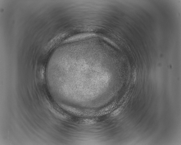 X0000055990166200509021647