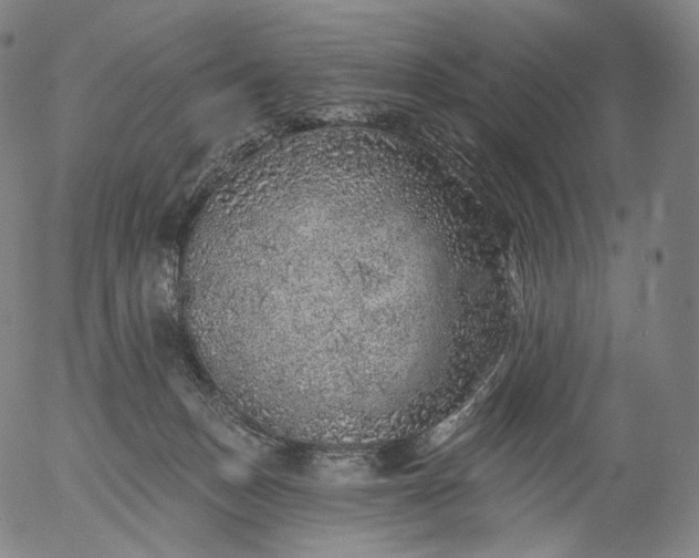 X0000055990175200509021647