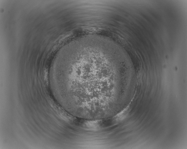 X0000055990178200509021648