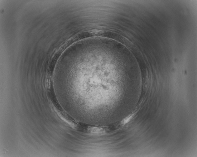 X0000055990180200509021648