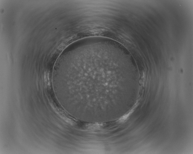 X0000055990182200509021648