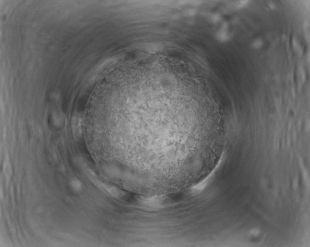 X0000055990191200509021648