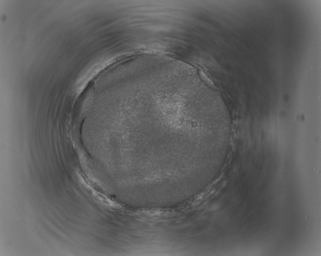 X0000055990194200509021647