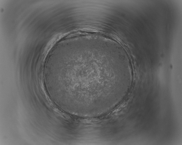 X0000055990241200509021645