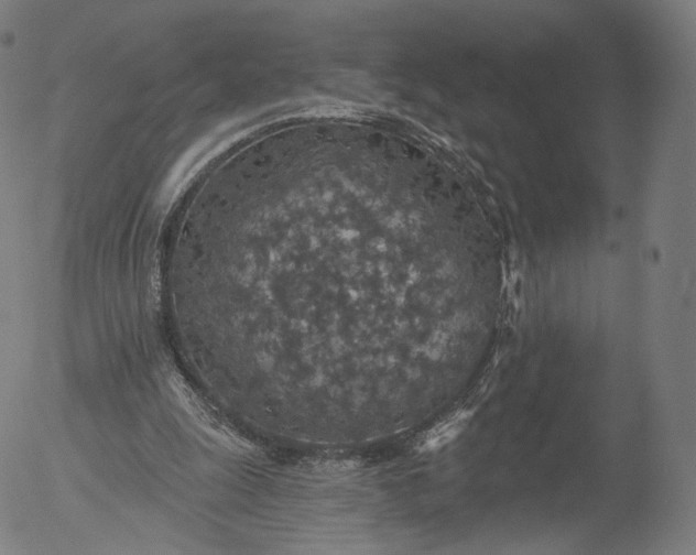 X0000055990247200509021645