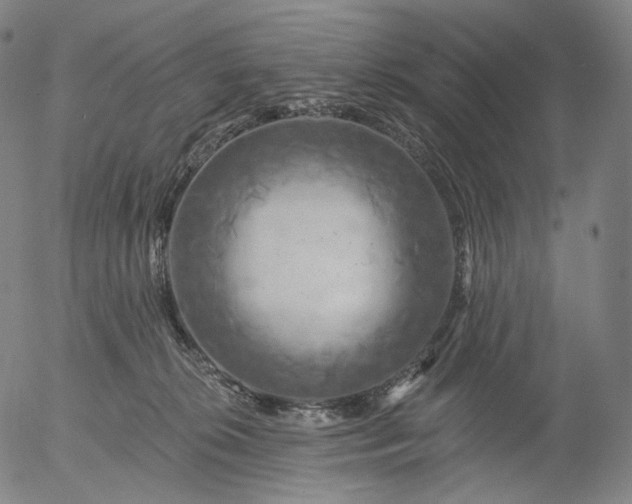 X0000055990276200509021646