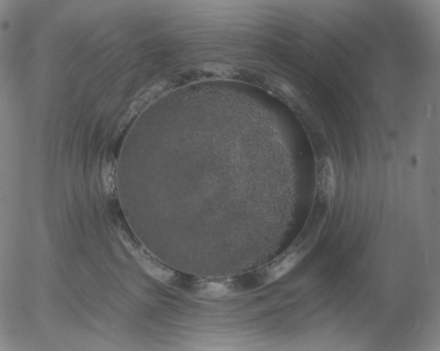 X0000055990285200509021646