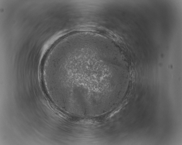 X0000055990294200509021645