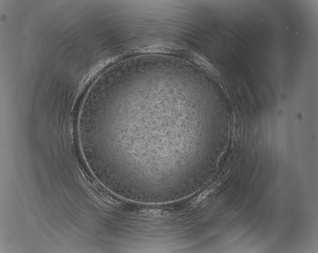 X0000055990298200509021645