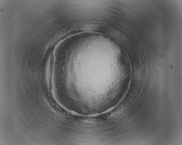 X0000055990303200509021645