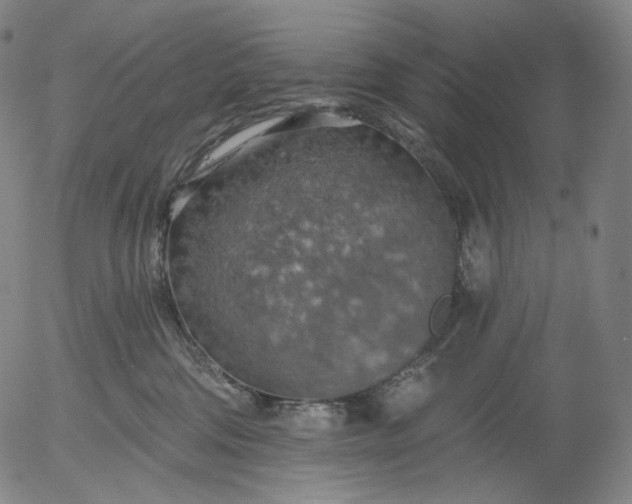 X0000055990330200509021645