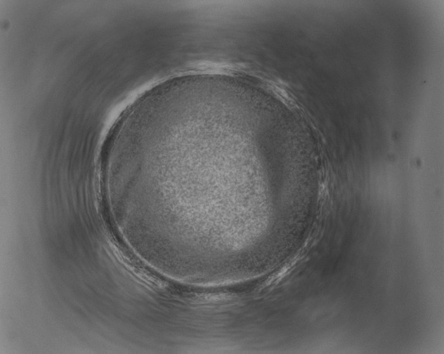 X0000055990342200509021644