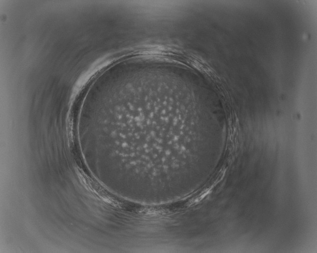 X0000055990343200509021644