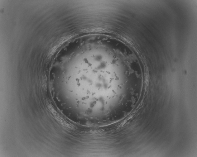 X0000055990345200509021644