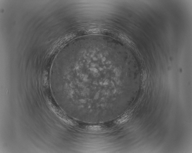 X0000055990361200509021644