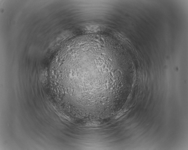 X0000055990369200509021644