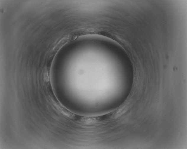 X0000055990384200509021645