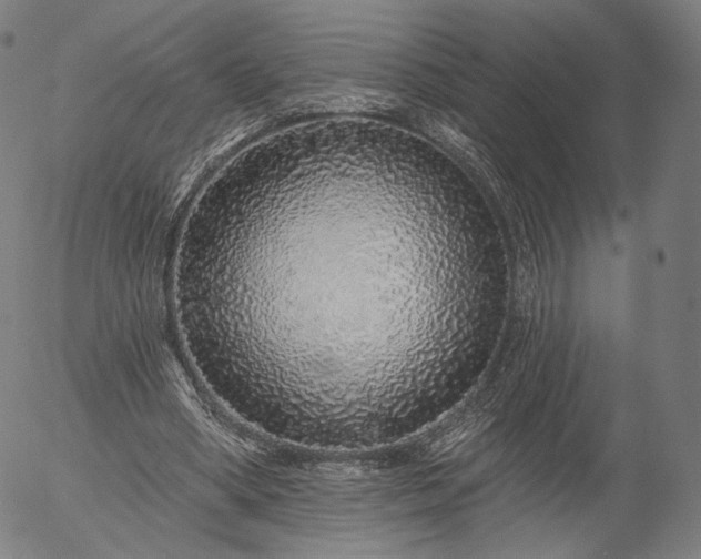 X0000055990394200509021644