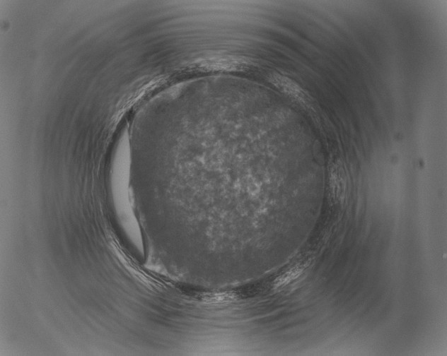 X0000055990398200509021644