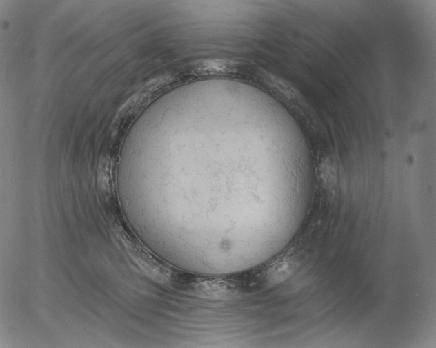 X0000055990423200509021643