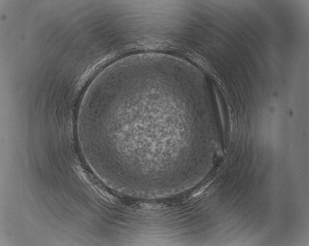 X0000055990442200509021642