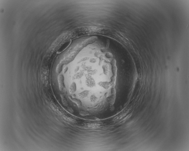 X0000055990462200509021643