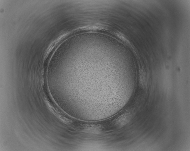 X0000055990486200509021642