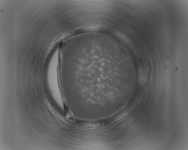 X0000055990494200509021642