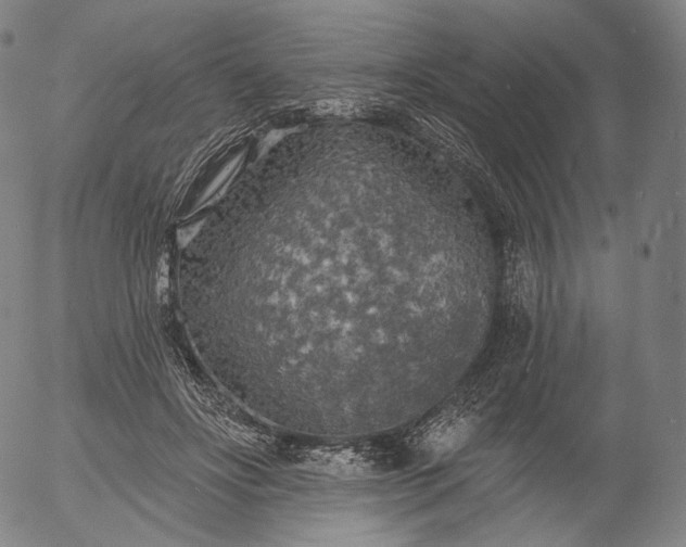 X0000055990502200509021642