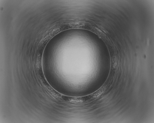 X0000055990515200509021642