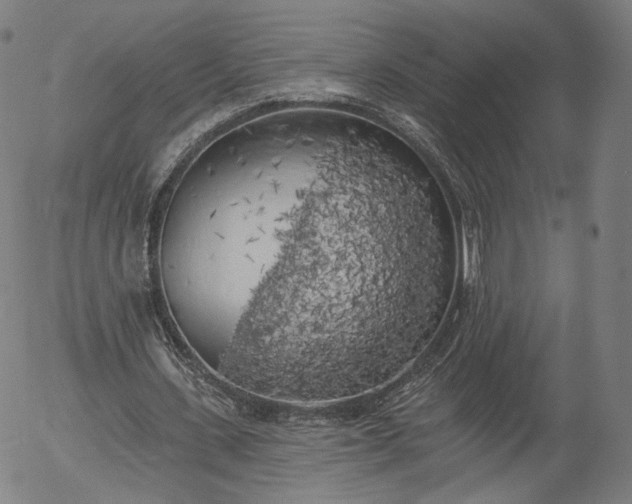 X0000055990531200509021641