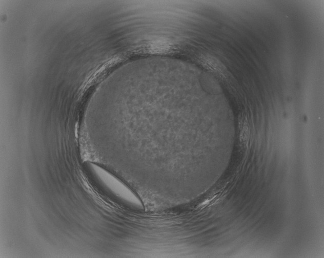 X0000055990542200509021641