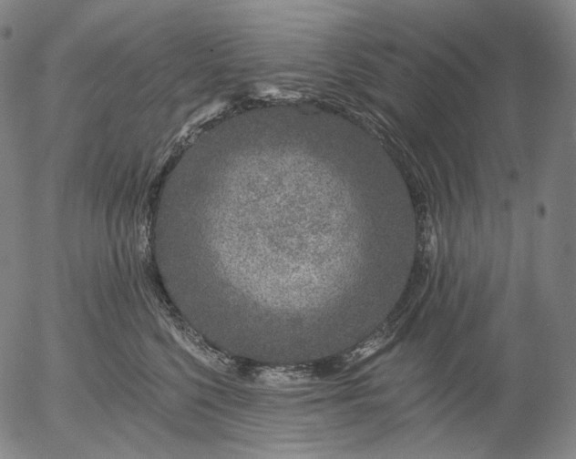 X0000055990568200509021641