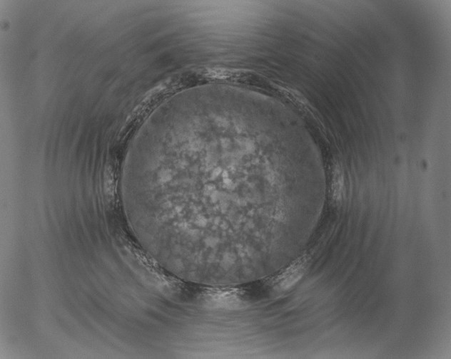 X0000055990569200509021641